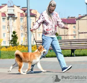 Photos supplémentaires: Garçon Akita Inu (Hachiko)