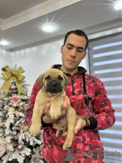 Photos supplémentaires: Chiots Presa Canario