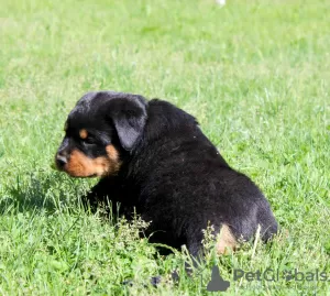 Photo №2 de l'annonce № 51860 de la vente rottweiler - acheter à Biélorussie de la fourrière