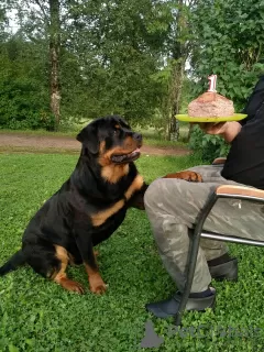 Photos supplémentaires: Les chiots Rottweiler veulent rencontrer leurs nouveaux propriétaires