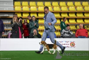 Photos supplémentaires: Beagle femelle à vendre