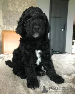 Photos supplémentaires: Chiots AJ Mini Golden Doodle disponibles maintenant !