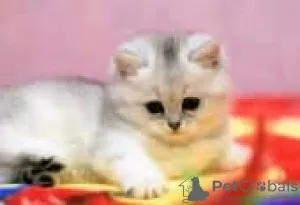 Photo №3. Chatons British Shorthair à vendre. Allemagne