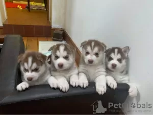 Photo №1. husky de sibérie - à vendre en ville de Virginia Beach | 473€ | Annonce №63490