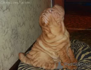 Photo №3. Chiots Shar Pei. Fédération de Russie