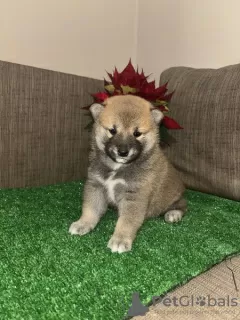 Photo №4. Je vais vendre shiba en ville de Zrenjanin.  - prix - 700€