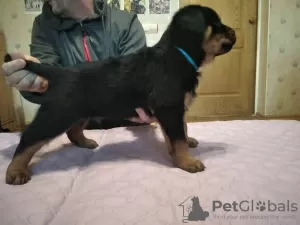 Photo №4. Je vais vendre rottweiler en ville de Новая Каховка. annonce privée - prix - 201€