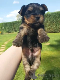 Photos supplémentaires: Yorkshire Terrier