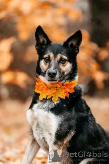 Photo №4. Je vais vendre chien bâtard en ville de Москва. de l'abri - prix - Gratuit