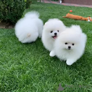 Photo №3. Présentation d'adorables chiots de Poméranie !. La finlande