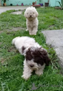 Photo №3. Chiots Lagotto Romagnolo. Serbie