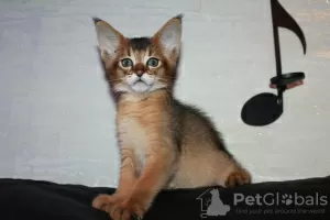 Photo №1. chausie - à vendre en ville de Stockholm | négocié | Annonce № 127322