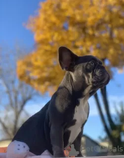 Photo №3. Bouledogue français garçon lilak. Ukraine