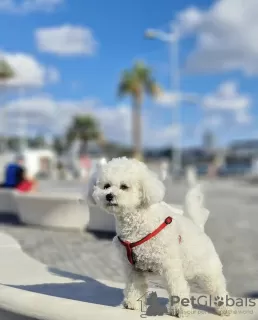 Photo №1. bichon à poil frisé - à vendre en ville de Munich | 900€ | Annonce №103845