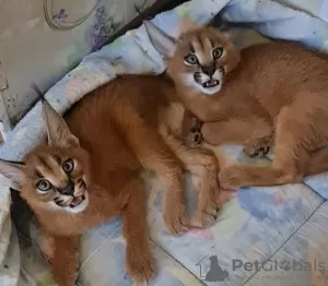 Photo №1. caracal - à vendre en ville de Chicago | négocié | Annonce № 99612