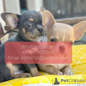 Photo №1. chihuahua - à vendre en ville de Engels | Gratuit | Annonce №107022