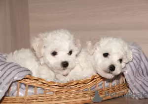 Photo №4. Je vais vendre bichon à poil frisé en ville de Minsk. de la fourrière - prix - 607€