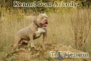 Photo №1. american bully - à vendre en ville de Krasnodar | 616€ | Annonce №44290