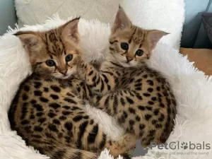 Photo №3. Chatons Savannah F1 et F2 disponibles. La croatie