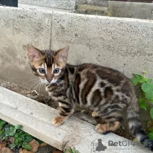 Photos supplémentaires: Superbe garçon bengal