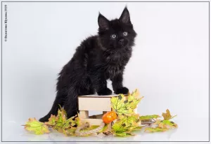 Photos supplémentaires: Maine Coon. Chatons