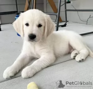 Photo №1. golden retriever - à vendre en ville de Abu Dhabi | négocié | Annonce №47273