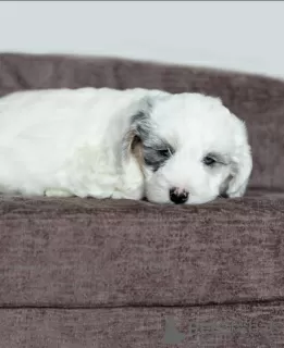 Photo №2 de l'annonce № 121583 de la vente chien bâtard - acheter à Allemagne annonce privée, de la fourrière, de l'abri, éleveur