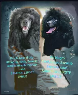 Photo №1. caniche (nain) - à vendre en ville de Чуприя | 1200€ | Annonce №126691