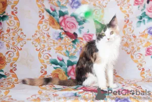 Photo №1. maine coon - à vendre en ville de Ryazan | 202€ | Annonce № 7058