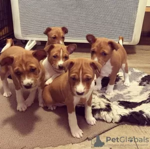 Photo №1. basenji - à vendre en ville de Vilnius | négocié | Annonce №94412