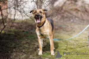 Photos supplémentaires: Sauvez la chienne Lexi, elle a un besoin urgent d'un foyer