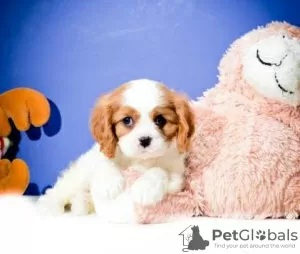 Photo №1. cavalier king charles spaniel - à vendre en ville de Fribourg | 300€ | Annonce №18767