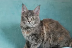 Photo №2 de l'annonce № 9952 de la vente maine coon - acheter à Fédération de Russie de la fourrière