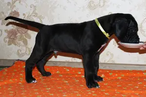 Photos supplémentaires: Chiots Dogue Allemand