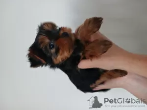 Photo №4. Je vais vendre yorkshire terrier en ville de Košice. annonce privée - prix - 350€