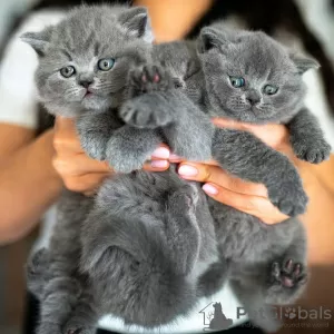 Photo №1. british shorthair - à vendre en ville de Berne | négocié | Annonce № 121745