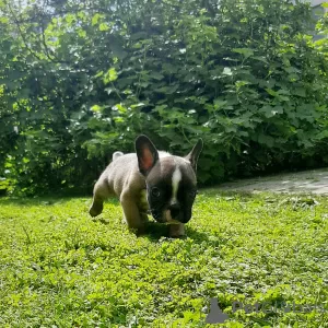 Photo №3. chiots bouledogue francais a vendre. Fédération de Russie