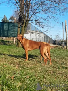 Photos supplémentaires: Puppy - descendant de la plus ancienne ferme d'élevage du monde