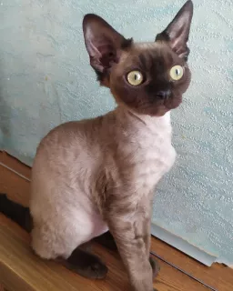 Photo №2 de l'annonce № 6007 de la vente devon rex - acheter à Kazakhstan de la fourrière