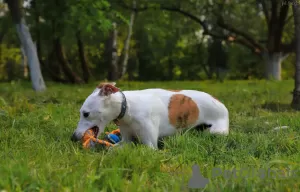 Photos supplémentaires: Whippet mâle pour la reproduction