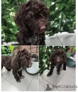 Photos supplémentaires: Chiots Lagotto Romagnolo à vendre