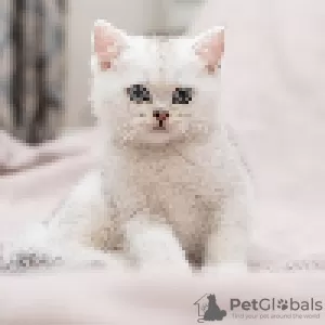 Photo №2 de l'annonce № 20222 de la vente british shorthair - acheter à La Moldavie éleveur