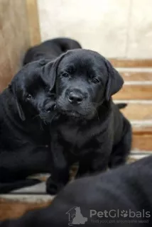 Photo №1. labrador retriever - à vendre en ville de Nikopol | 121€ | Annonce №7619