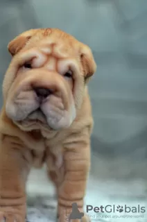 Photo №1. shar pei - à vendre en ville de Helsinki | 800€ | Annonce №12626