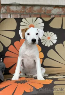 Photo №4. Je vais vendre parson russell terrier en ville de Minsk. de la fourrière, éleveur - prix - Gratuit