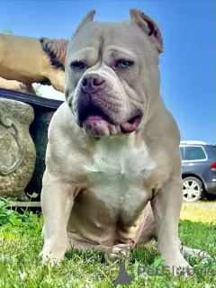 Photo №2 de l'annonce № 66043 de la vente american bully - acheter à Allemagne 