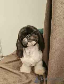 Photos supplémentaires: Je vends des documents FCI de chiots Shih Tzu