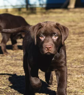 Photos supplémentaires: Adorables chiots du Labrador