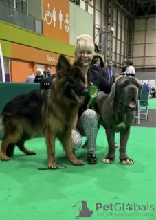 Photos supplémentaires: Beau chiot berger allemand