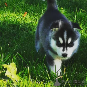 Photos supplémentaires: Chiot Husky sibérien